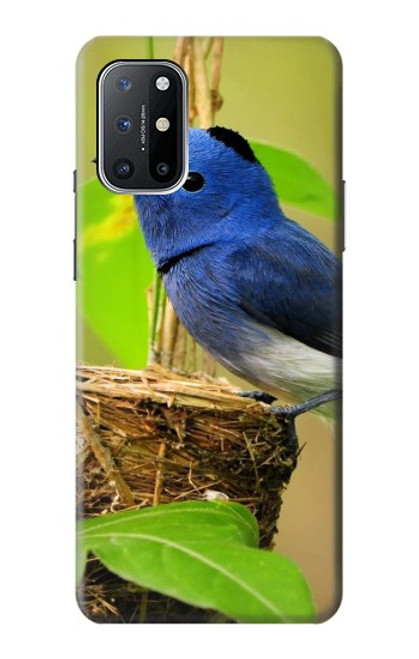 W3839 Bluebird of Happiness Blue Bird Hard Case and Leather Flip Case For OnePlus 8T