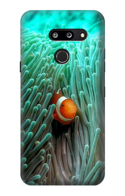 W3893 Ocellaris clownfish Hard Case and Leather Flip Case For LG G8 ThinQ
