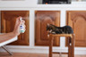 Zenifel® Spray
