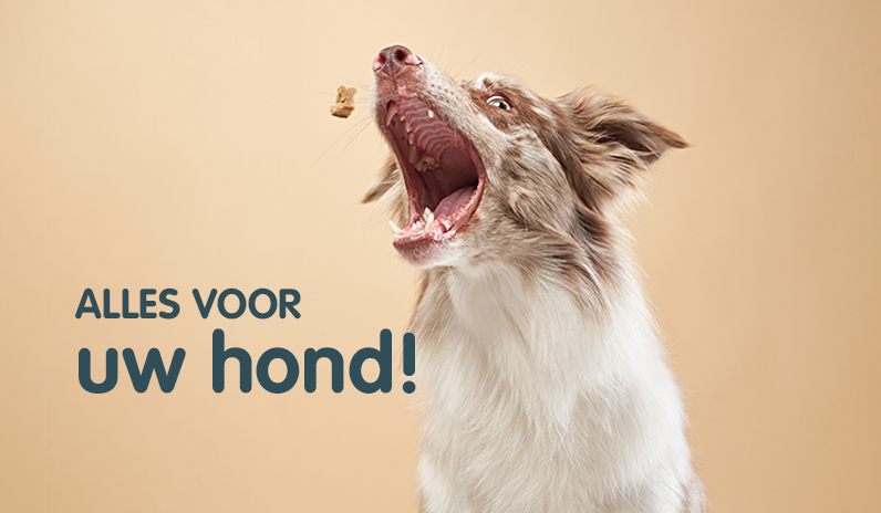 Alles voor je hond