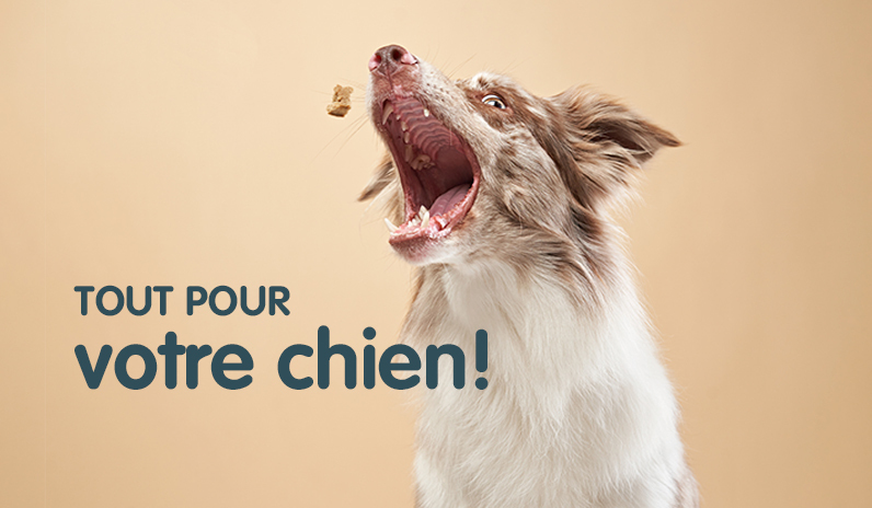 Aliments complets pour chiens