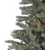 Savoy Blue Spruce 