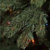 10' Waverly Spruce - PT Multi 
