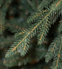 7.5' Cumberland Fir - Unlit 