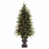  Potted Cumberland Fir 