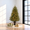 Potted Cumberland Fir 