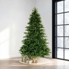 Stockton Spruce 