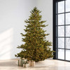 Enchanted White Spruce