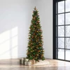 7.5' Slim Serena Spruce Tree - Multi 