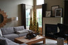 4' Arrow Spruce Tree - Clear 
