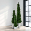 Arrow Spruce 