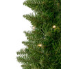 Arrow Spruce 