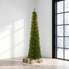 Arrow Spruce 