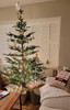 Scandinavian Fir