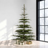 Scandinavian Fir