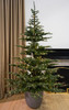 Scandinavian Fir 
