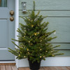 3' Newport Spruce Potted Tree - Clear LED