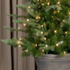 4' Atlantic Fir Potted Tree - Clear Lights
