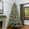 7.5' Frosted Norfolk Pine Tree - CLEAR 5mm LED