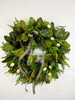 30" Green Magnolia Leaf & Norfolk Wreath w/Natural Touch Cream Tulips & Bow