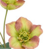 25.5" Mauve & Green Helleborus Spray