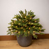 2' Frasier Boughs Urn Filler Potted Tree - B/O CLEAR 3mm LED