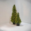 5' Downswept Norfolk Pine Potted Tree-CLEAR 3mm LED