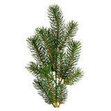 Shop by Foliage