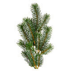 Shop by Foliage
