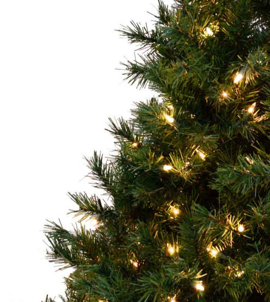 2' Colorado Spruce Tree Multi 