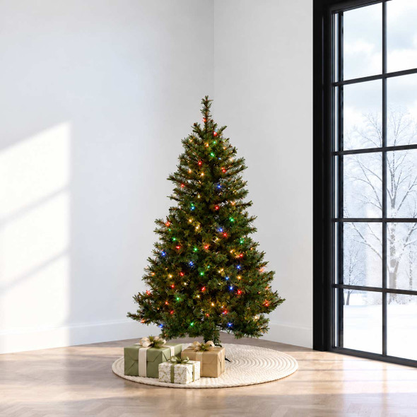 5' Colorado Spruce Tree - Multi