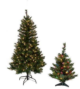 Colorado Spruce 