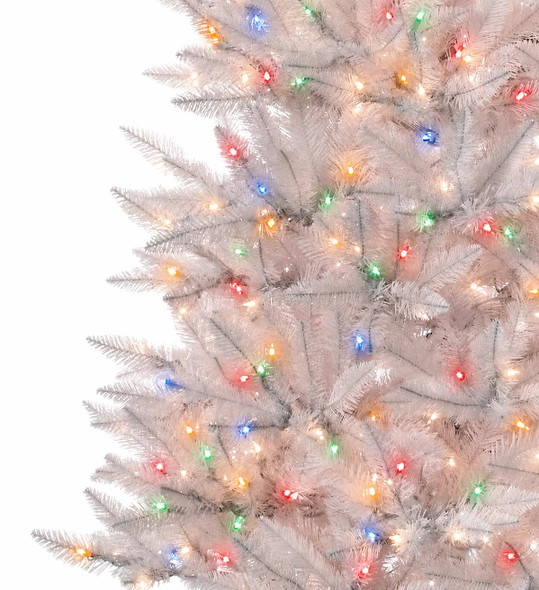 White Spruce