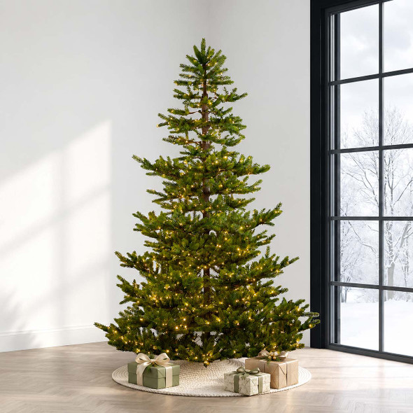 New Haven Fir 