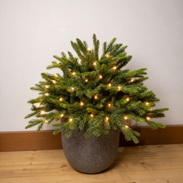 2' Frasier Boughs Urn Filler Potted Tree - B/O CLEAR 3mm LED