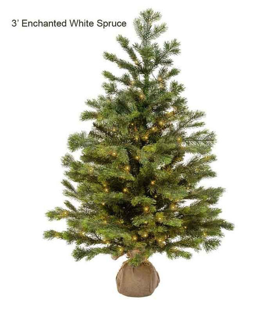 Enchanted White Spruce 