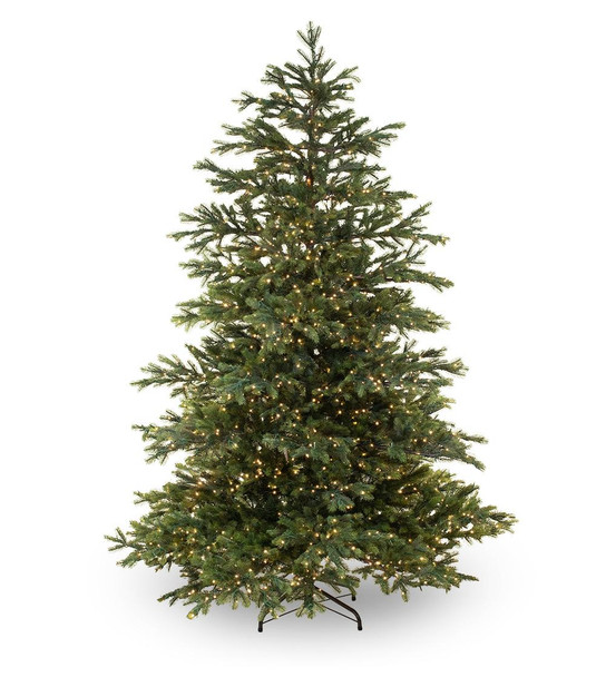 Enchanted White Spruce 