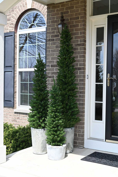 4' Arrow Spruce Tree - Clear 