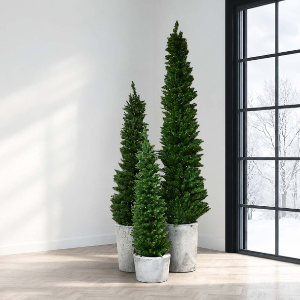 Arrow Spruce 