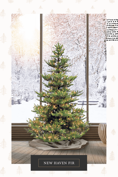 New Haven Fir 