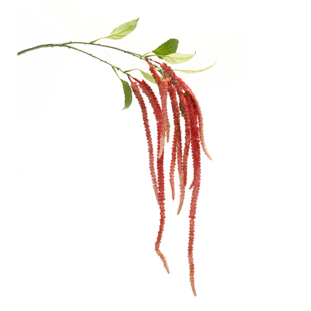 Amaranthus Stem 53.25"H Green and Pink  (Set of 4)