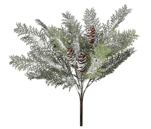 Winter Acacia w/Cone Bush 19"