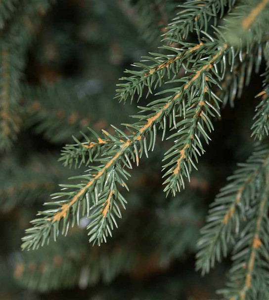 9' Cumberland Fir Tree-ColorChange 3mm LED PowerPole