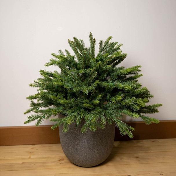 2' Frasier Boughs Urn Filler Potted Tree - B/O CLEAR 3mm LED