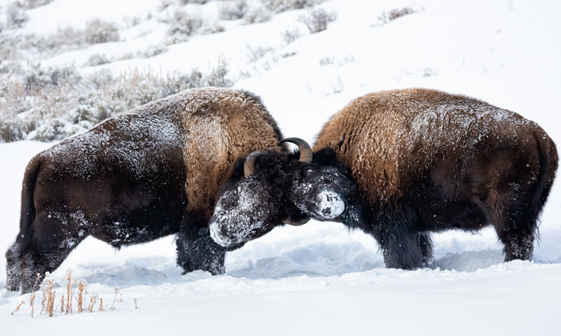 Why Bison?