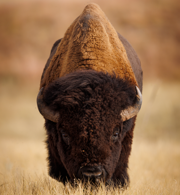 Why Bison?