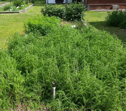 Bulk Herbs Culinary & Medicinal