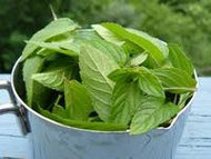 2 Mint-Tastic Recipes!