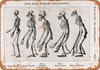 1907 Man and Ape Skeletal Comparison - Metal Sign