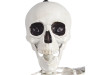 Life size poseable skeleton prop with natural bone finish